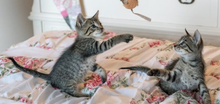 découvrez notre sélection de duvets moelleux et confortables pour des nuits chaudes et paisibles. choisissez le duvet idéal adapté à vos besoins parmi nos différentes tailles et garnissages de qualité.