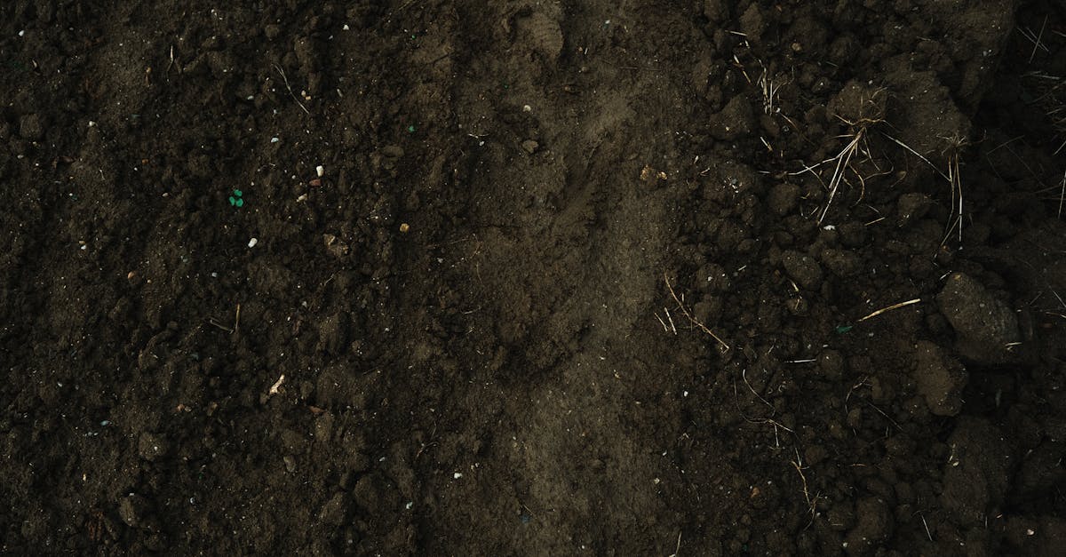 découvrez tout ce qu’il faut savoir sur le topsoil : définition, utilisations, avantages pour votre jardin et conseils pour choisir la meilleure terre végétale pour des plantations réussies.
