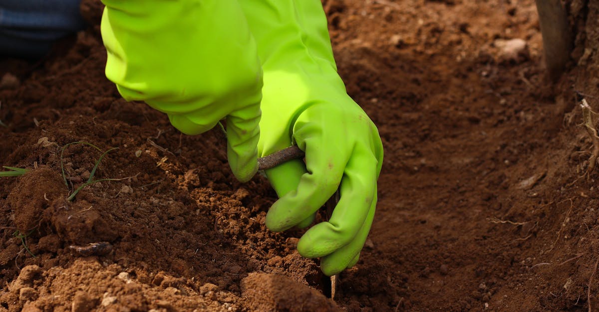 découvrez tout ce qu'il faut savoir sur le topsoil, la couche supérieure du sol essentielle à la croissance des plantes, son importance en jardinage, ses utilisations et conseils pour un sol fertile et sain.