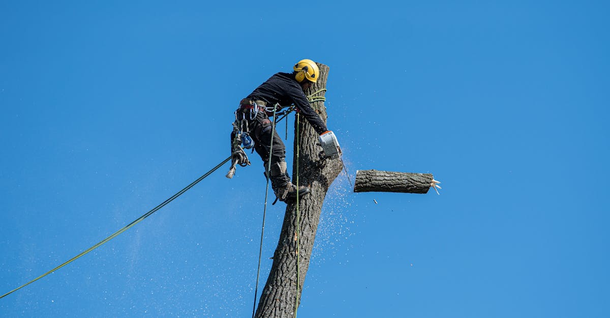 service professionnel d'abattage d'arbres : sécurisez votre terrain grâce à notre équipe d'experts en enlèvement et élagage d'arbres. devis gratuit et intervention rapide.