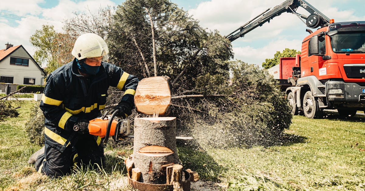 besoin d'enlever un arbre ? nos experts en abattage d'arbres interviennent rapidement et en toute sécurité. profitez d'un service professionnel pour le retrait, l'élagage ou le dessouchage d'arbres dans votre jardin.