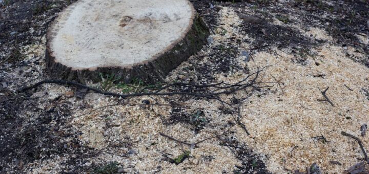 service professionnel d’abattage d’arbres : bénéficiez d’une intervention rapide et sécurisée pour l’enlèvement d’arbres dangereux, malades ou encombrants. demandez un devis gratuit dès aujourd’hui !
